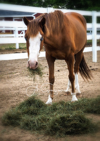 Baiting Hollow Horse Rescue