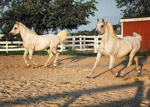 Sultan & Isis