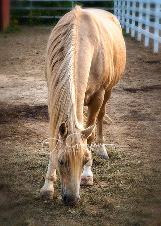 Baiting Hollow Horse Rescue