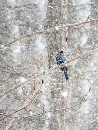 Winter Outside My Window 2
