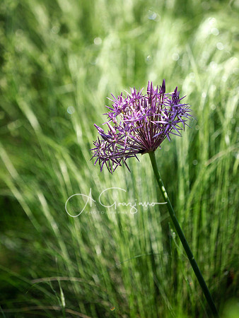 Landcraft Gardens 2024