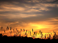 Golden Veil - Bellhaven Road, Bellport
