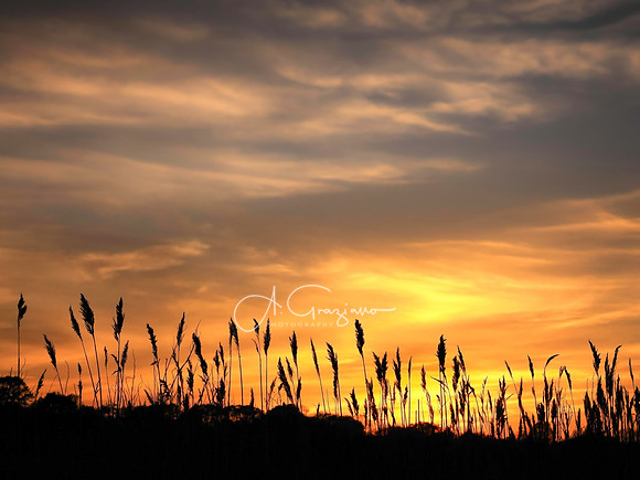 Golden Veil - Bellhaven Road, Bellport