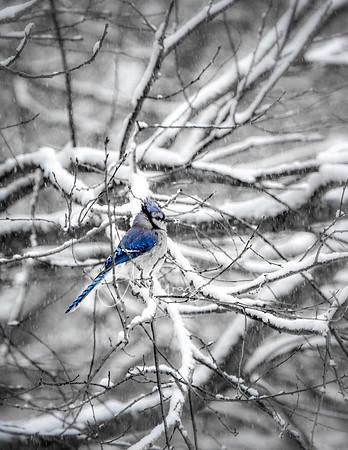 Winter Embrace