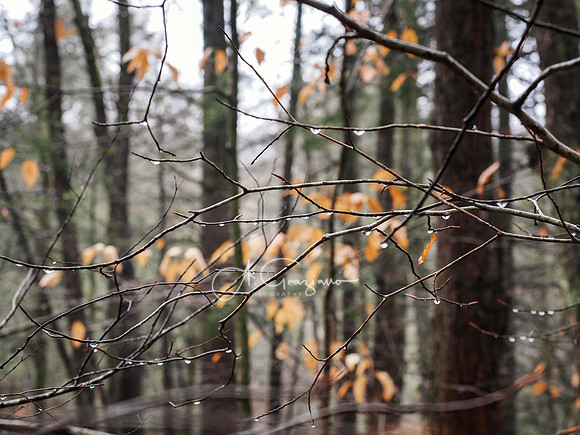 Catskills West