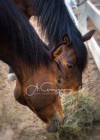 Baiting Hollow Horse Rescue