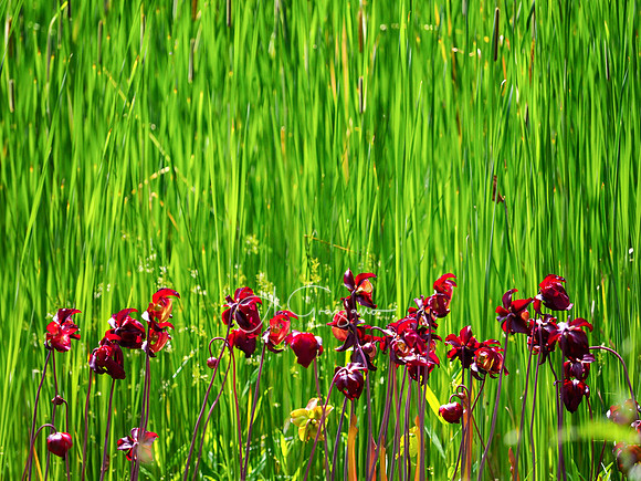 Landcraft Gardens 2024