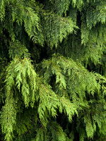 Shades of Green - Planting Fields Arboretum