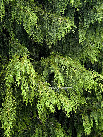 Shades of Green - Planting Fields Arboretum