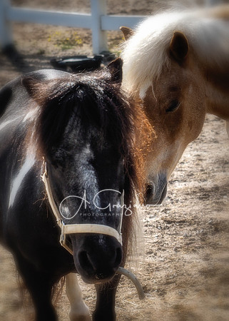 Miley & Chance - Baiting Hollow Horse Rescue
