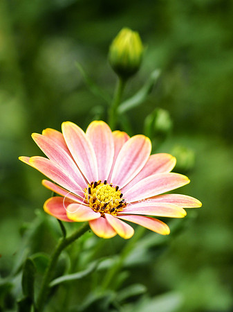 Peconic River Herb Farm