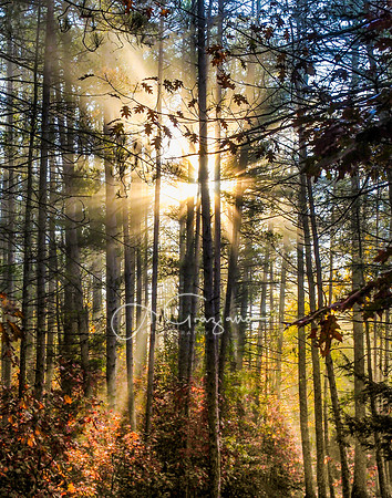 Walk With The Light