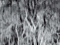 Calm Whisper - Ridge Conservation Area - Randal Pond