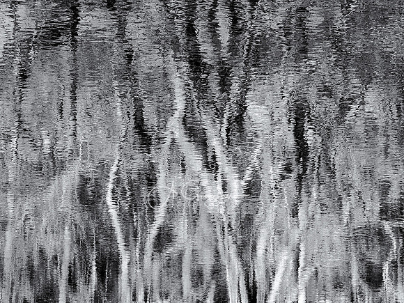 Calm Whisper - Ridge Conservation Area - Randal Pond