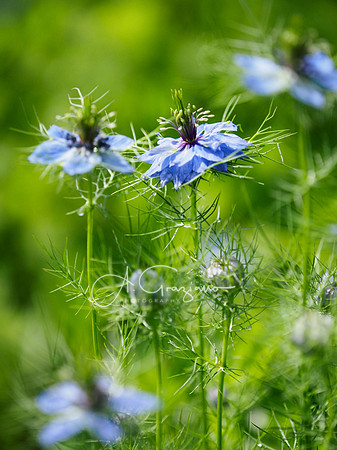 Landcraft Gardens 2024
