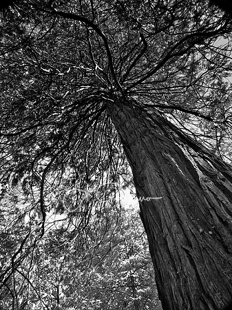 Ode to Ansel - Yosemite