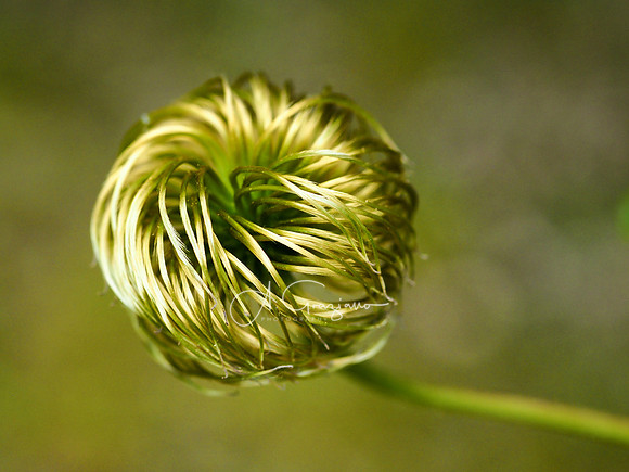 Peconic River Herb Farm
