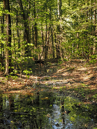 Postcard Cabins - Blake Brook