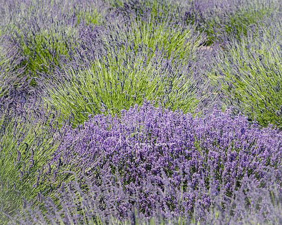 Lavender Fields Forever