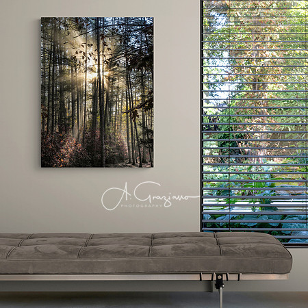 A. Graziano Photography